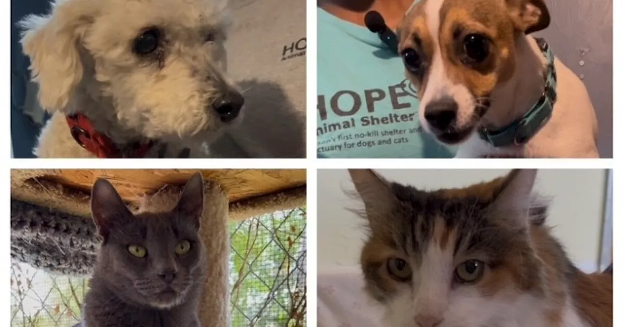 Head to HOPE to find your next pet on Jersey's Journeys