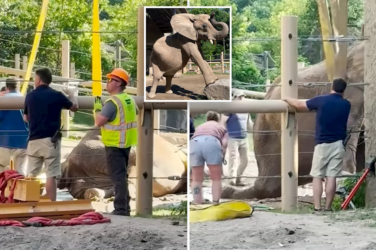 Elderly elephant bullied, knocked down by pachyderm pal rescued by NY zoo crews with crane