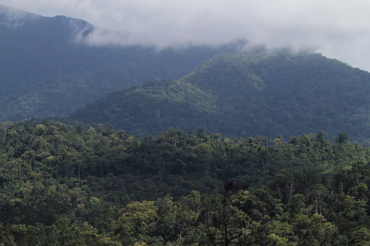 DENR: Multiple use of forest lands good for economy, environment