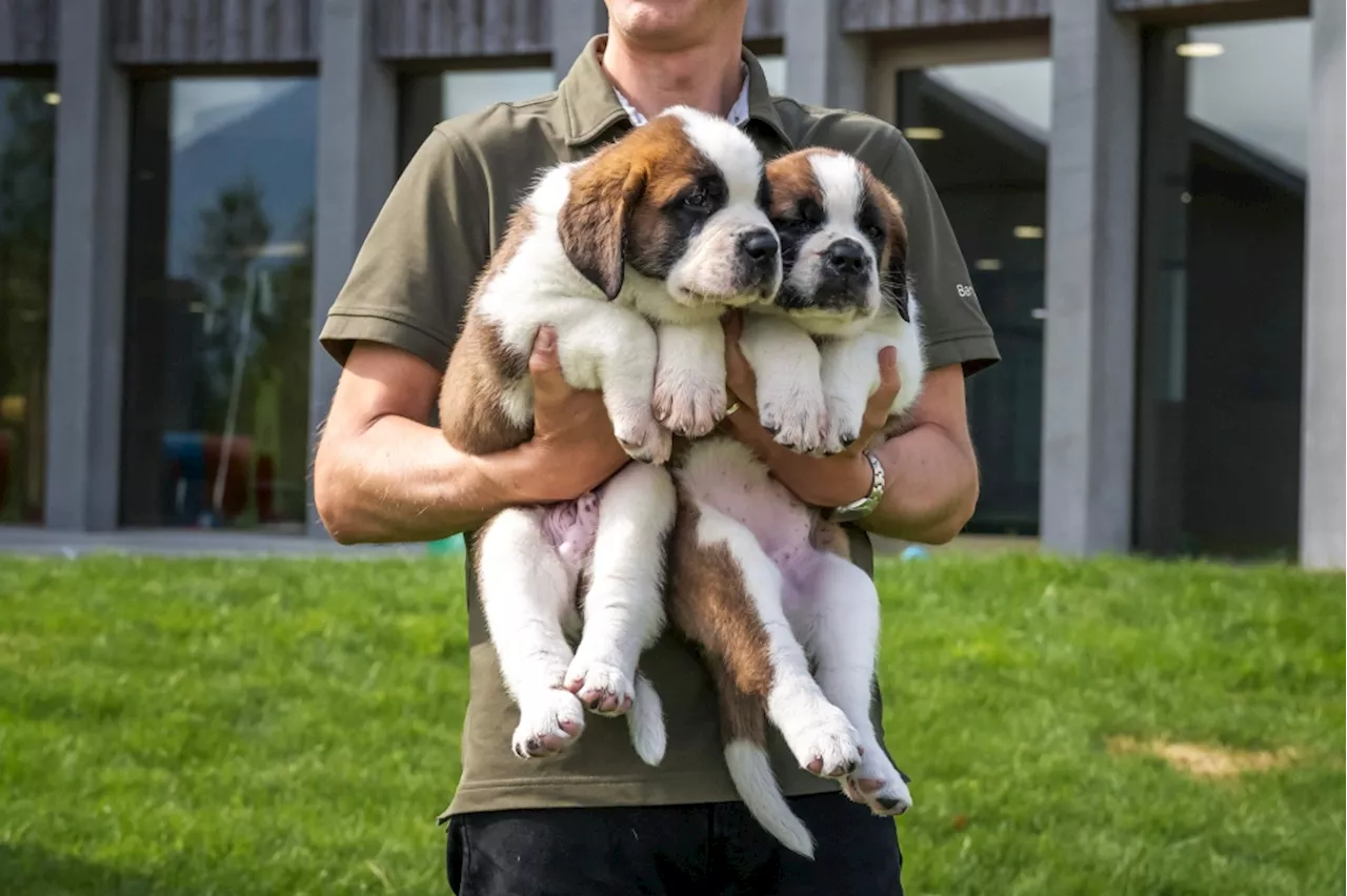 Say woof! A unique Swiss theme park reopens — and its St Bernards are ready for their close-up