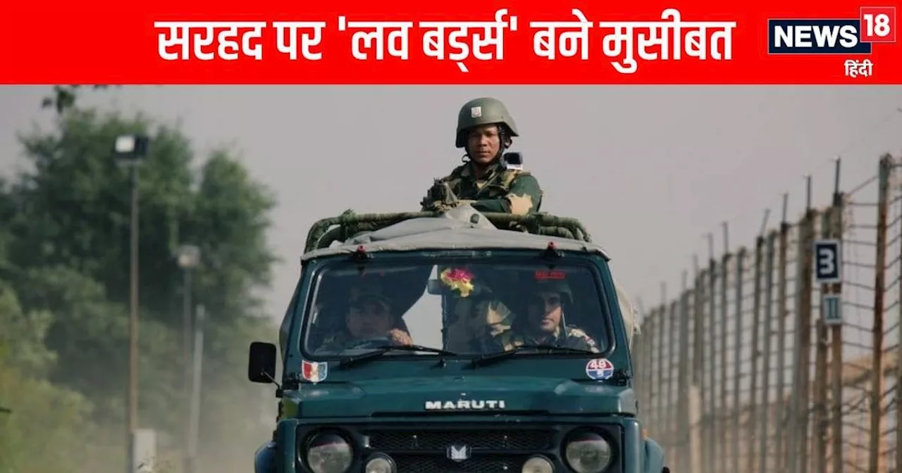 हर चौथे दिन सरहद में मिल जाते है ये 'लव बर्ड्स', आने का होता है खास मकसद, BSF को हर दिन बिछाना पड़ता है नया...