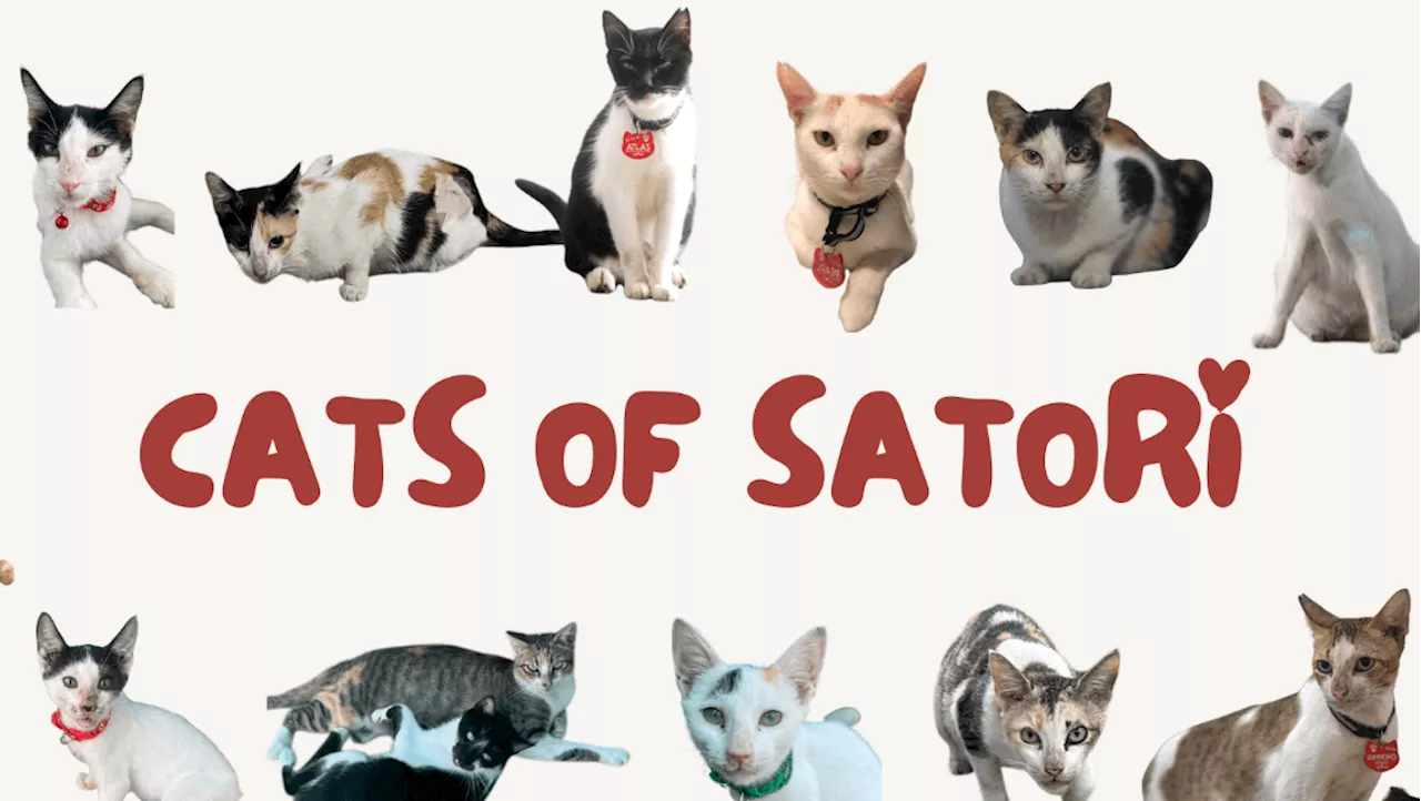 ‘Cats of Satori’ volunteer group seeks help to find missing community cats