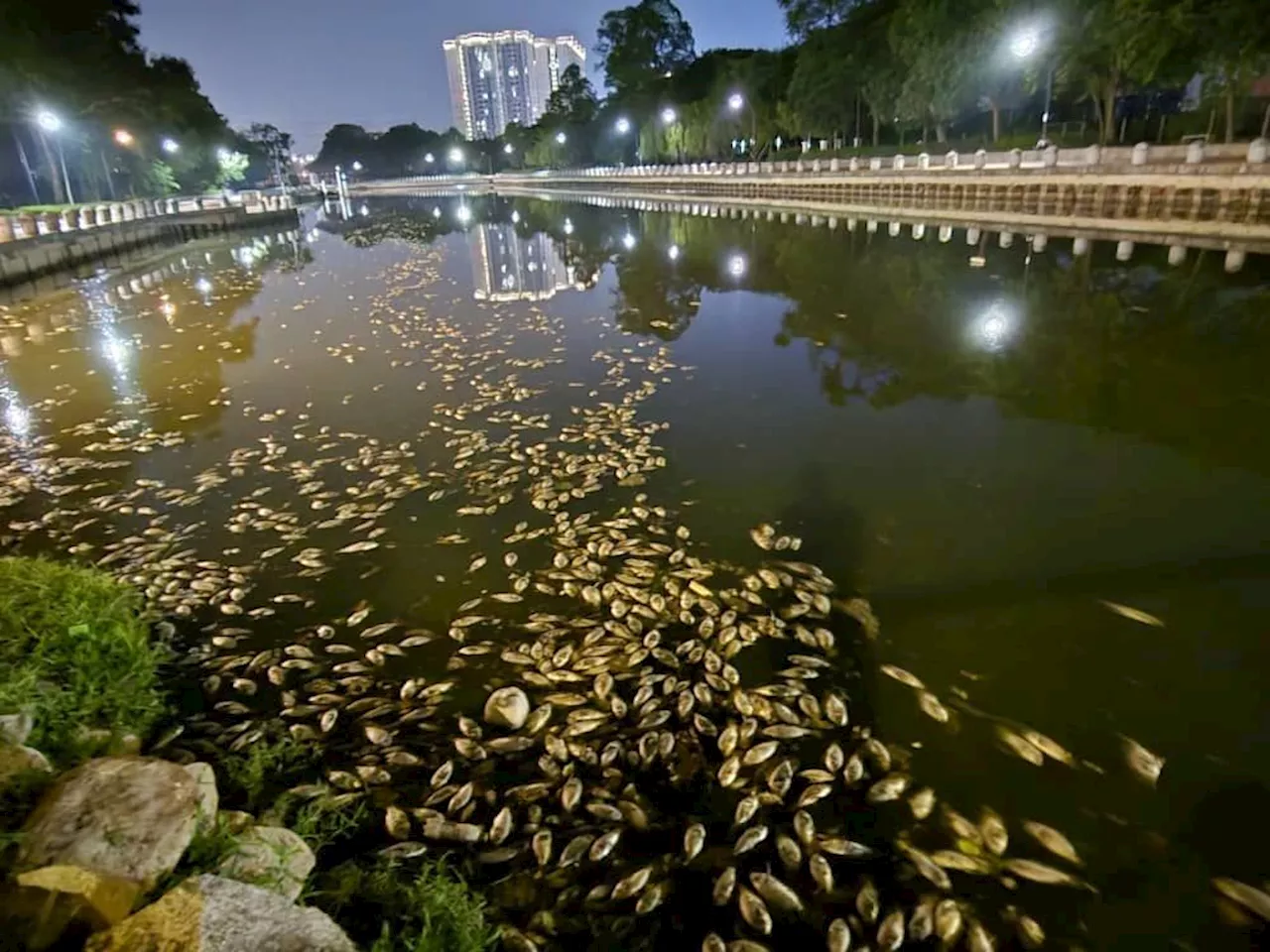 Pollution suspected after thousands of fish found dead in Sungai Melaka