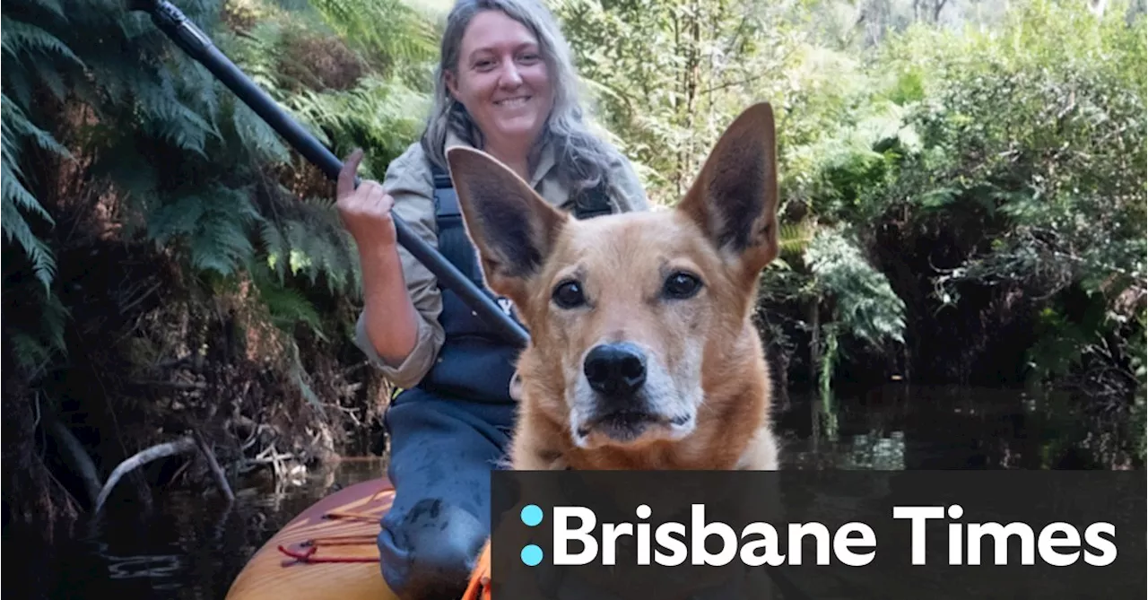 When kelpie-cross Kip sits down while riding a paddle board, scientists pay attention