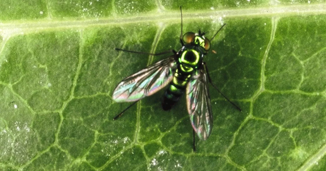How creepy crawlers of all kinds respond to extreme Texas heat