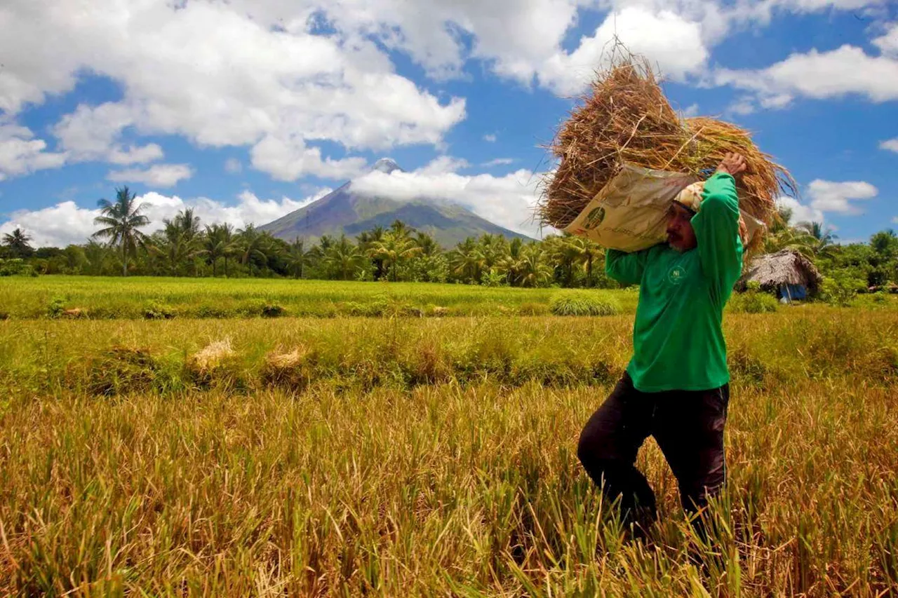 NFA eyes limiting palay purchase to 100 bags per farmer