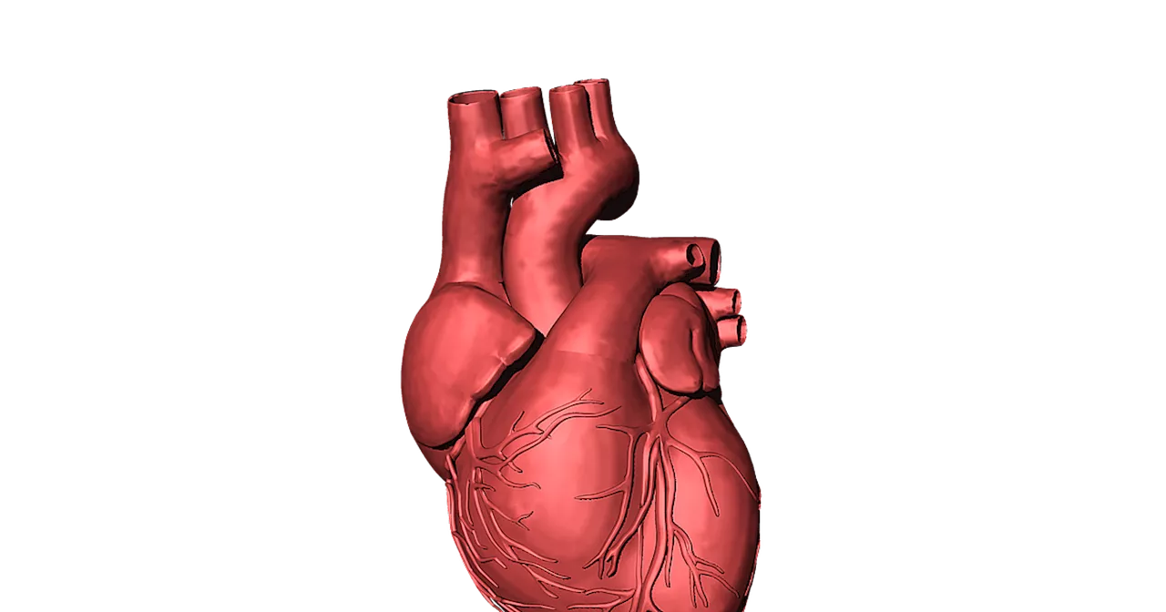 Scientists create tiny hearts to revolutionize heart disease treatment