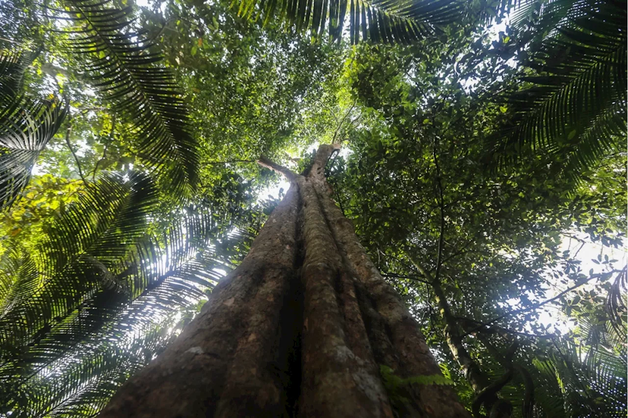 Only Perlis, FT adopted key forest law; Putrajaya warns slow state action risks 1992 Rio pledge