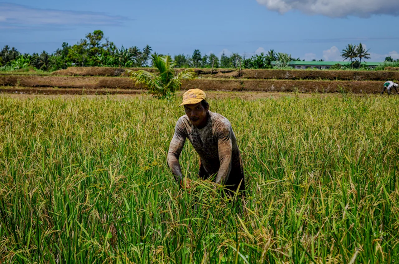 NFA eyeing cap on palay purchases