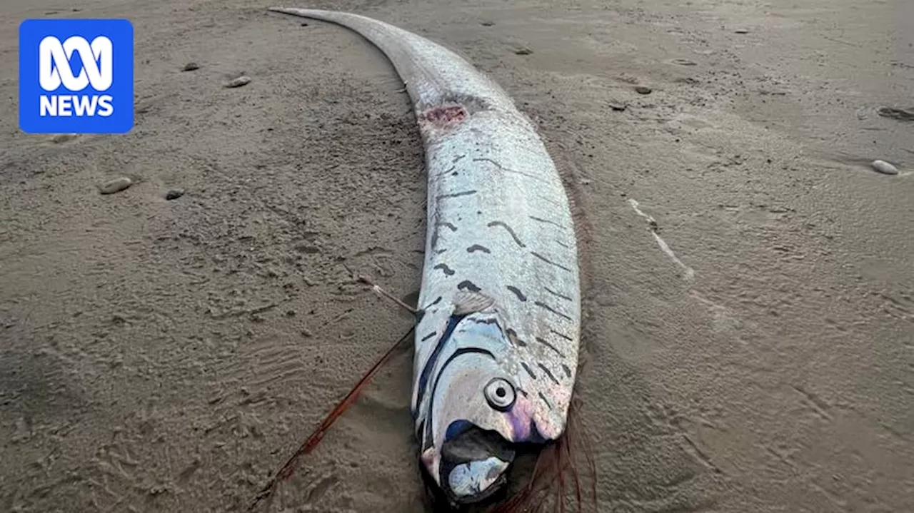 Elusive oarfish found at Ocean Beach on Tasmania's rugged west coast