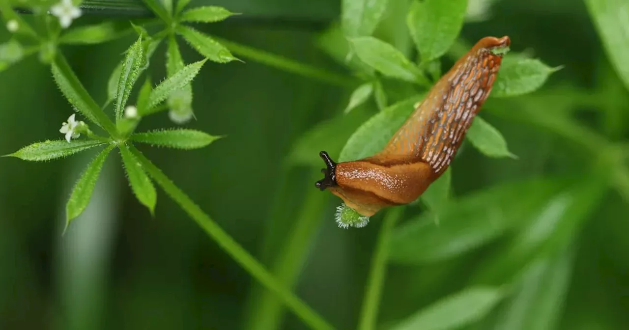 Placing this one fruit near your plants will stop slugs from destroying your garden