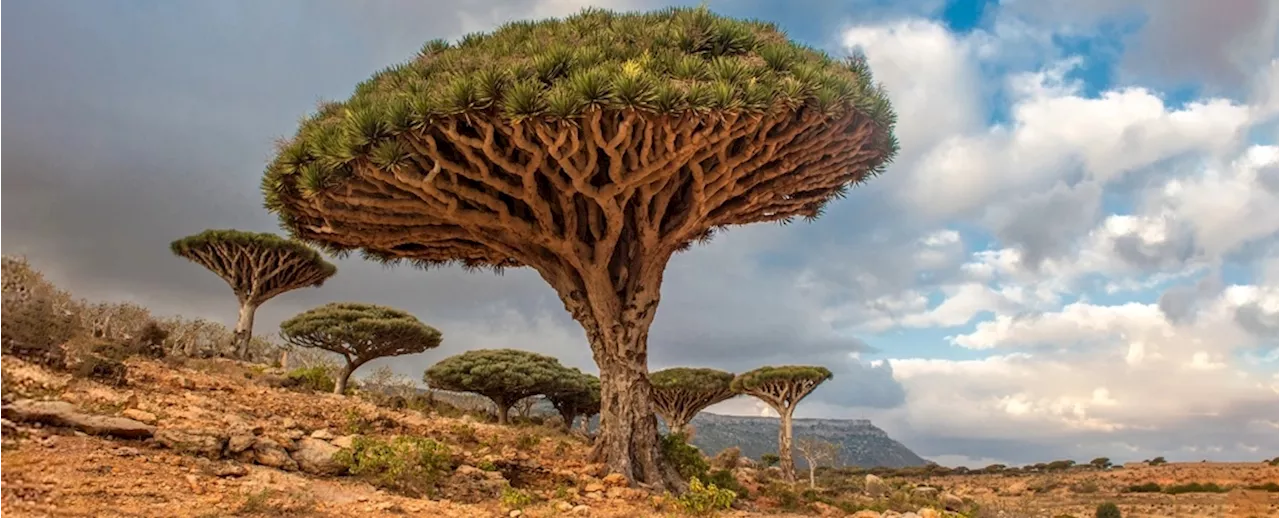 Scientists Studying Earth's Trees Issued a Stark Warning to Humanity