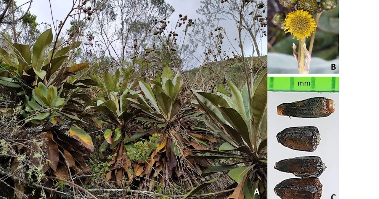 Así es la nueva especie de frailejón del páramo de Almorzadero de Santander