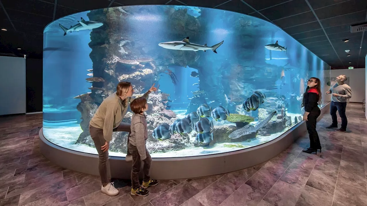 Tierisches Sommerprogramm - Zum ersten Mal dürfen Kinder im Sommer zu den Fischen