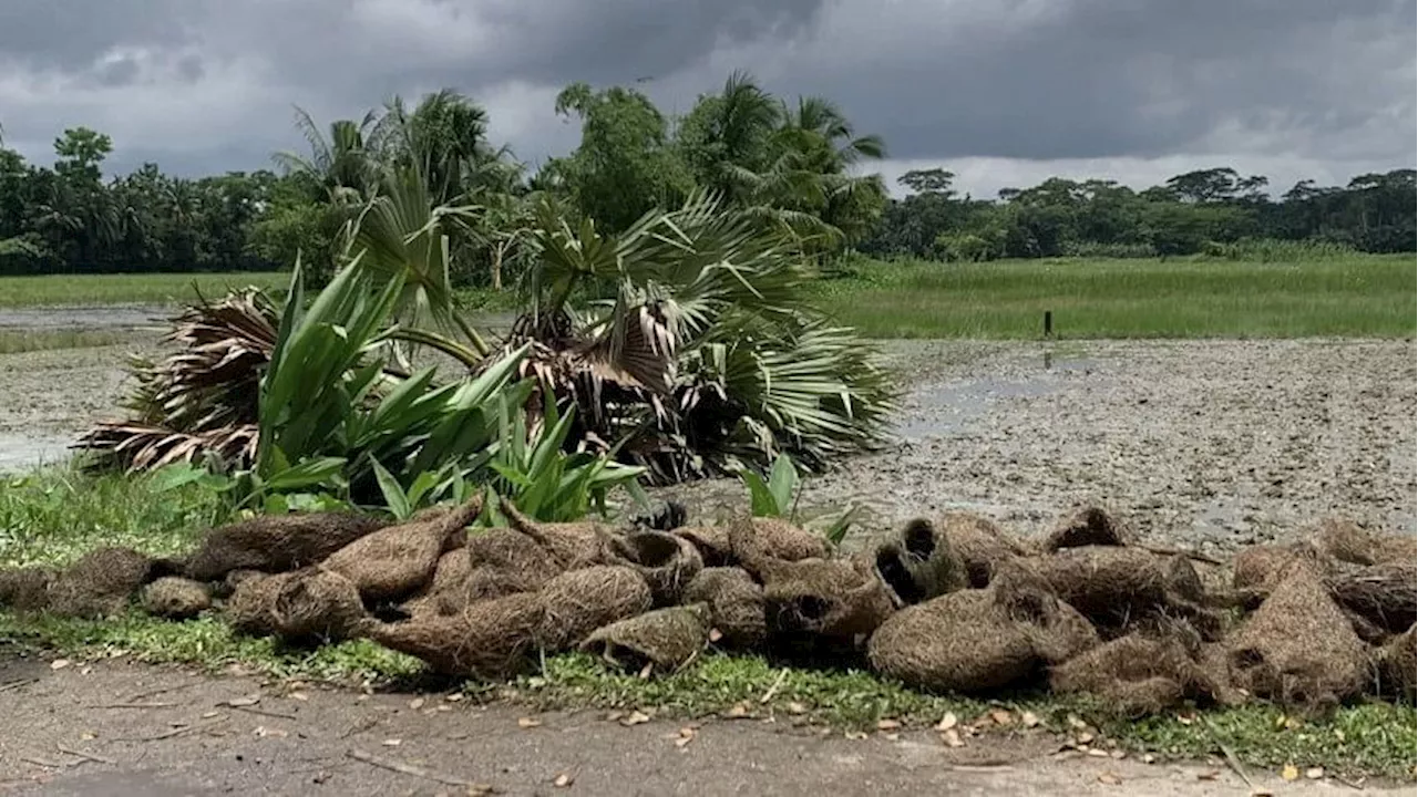 Man who felled palm tree with over 100 endangered bird nests arrested in Bangladesh