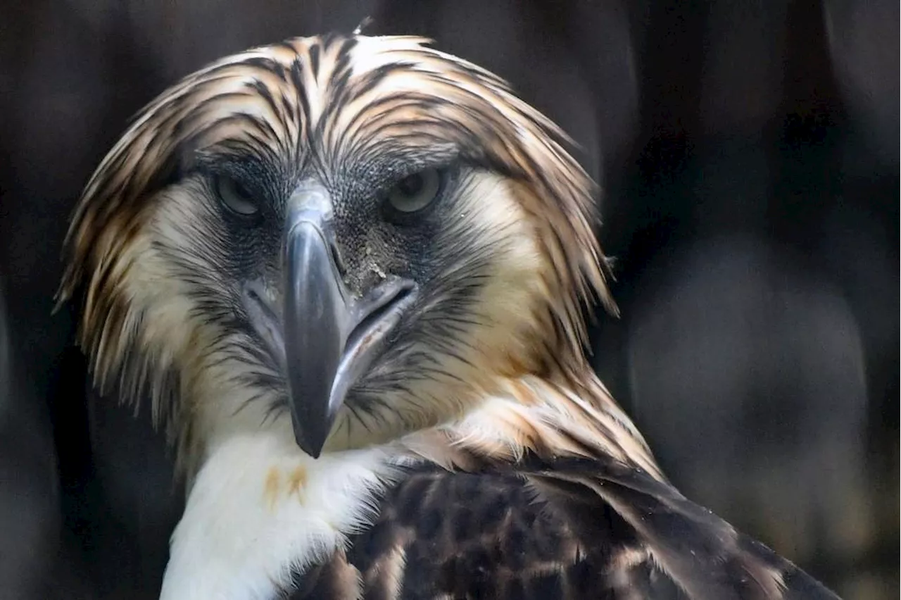 Marcos lauds Singapore's role in ensuring survival of Philippine Eagle