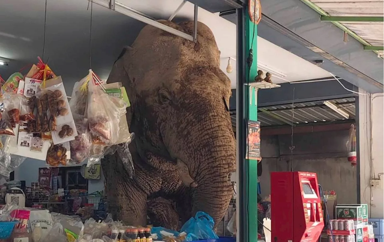 A hungry wild elephant raids a grocery store in Thailand for snacks