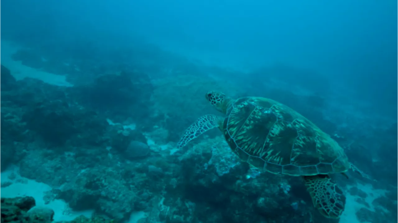 Pesca green, dai granchi artificiali alle rete salva-tartarughe