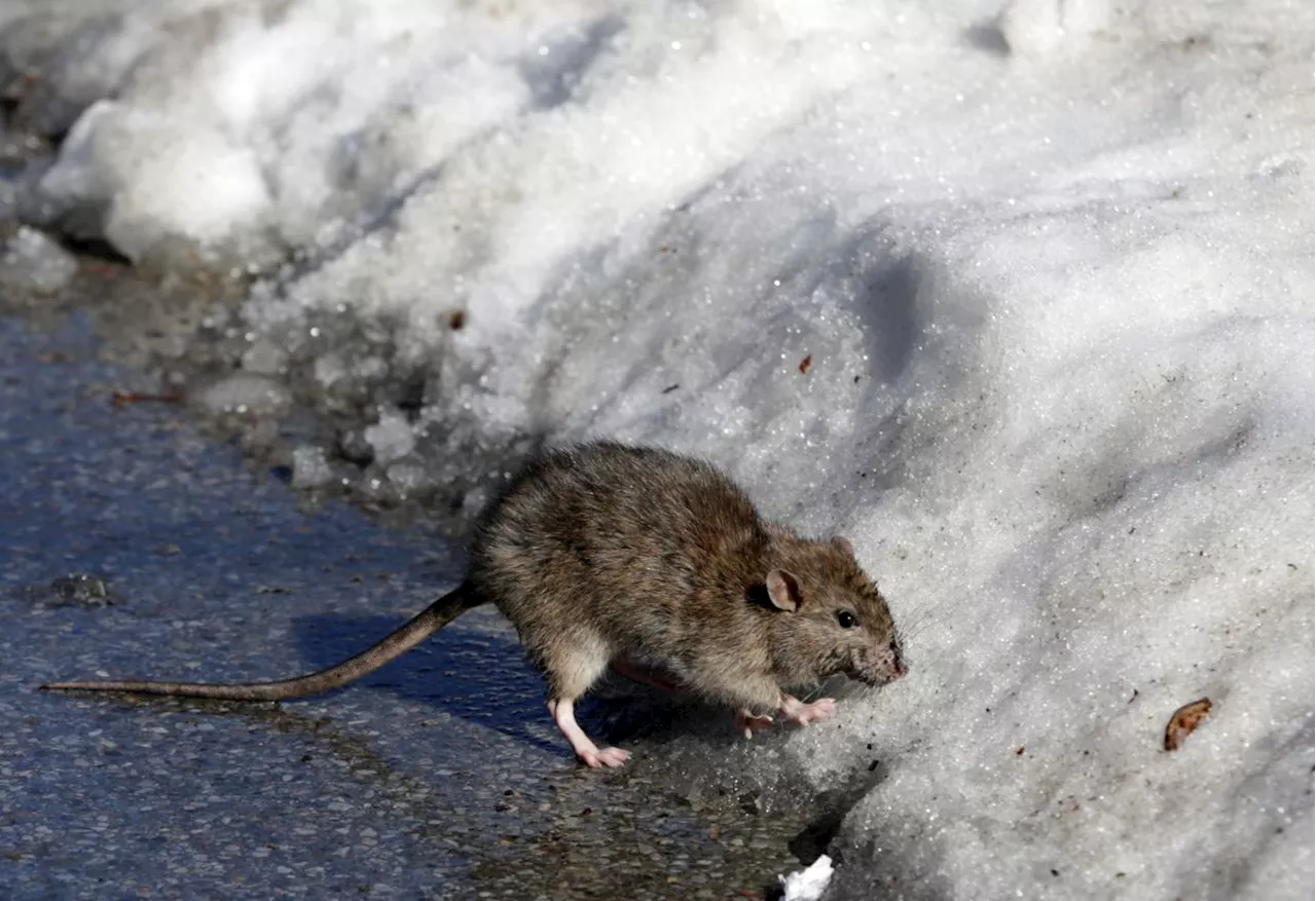 QuickCheck: Can rats detect tuberculosis by smell?