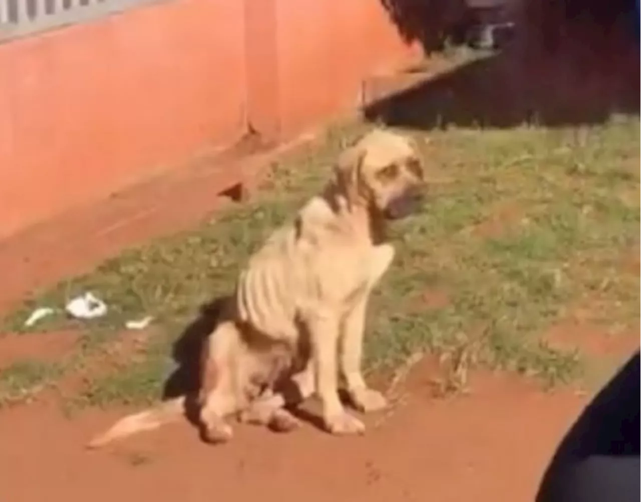 NSPCA Investigates Viral Video of Emaciated Dog
