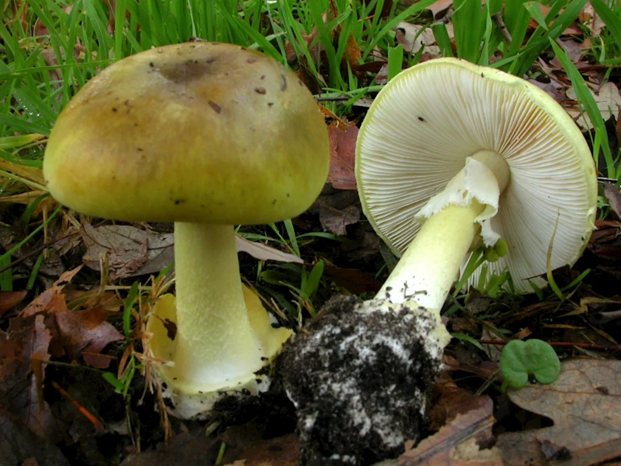 ‘It’s possible it was me’: Australian accused in fatal mushroom lunch trial says after internet logs search for deadly fungi