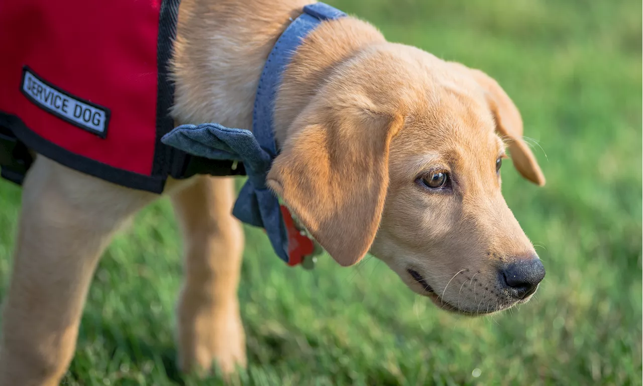 Guide Dogs of America to host community open house with service dog demos and family fun
