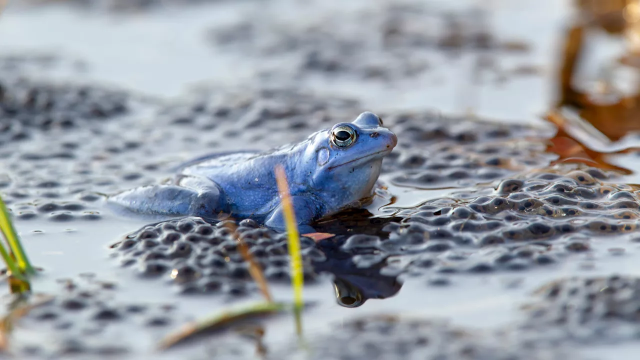 Frösche, Kröten, Unken & Co: Amphibien sind die Tierschützlinge 2025
