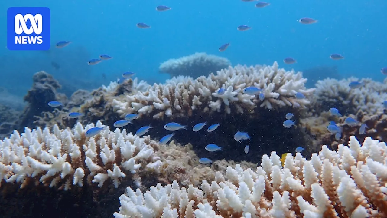 Selective breeding doubles heat tolerance of Ningaloo Reef coral, study finds