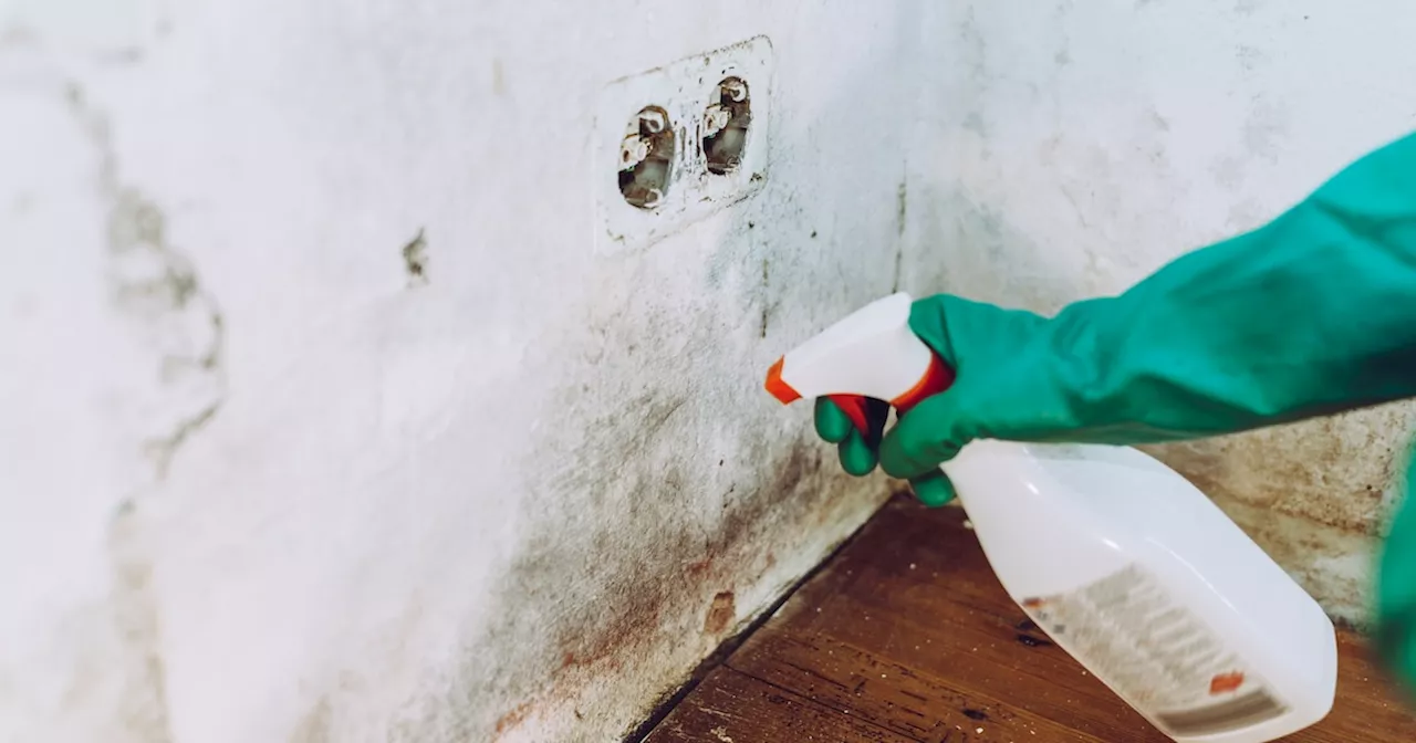 Flecken an der Wand: Das ist das einzige Mittel, das gegen Schimmel wirklich hilft