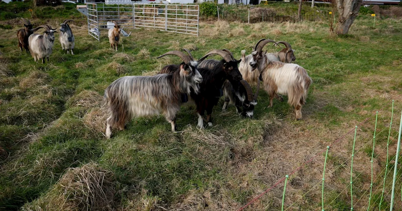 Hungry goats divide Killiney as firefighting grazers move in again