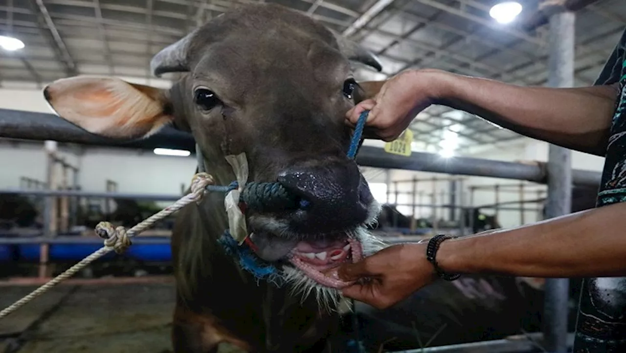 WC farmers urged to stay alert after KZN Foot-and-Mouth outbreak - SABC News
