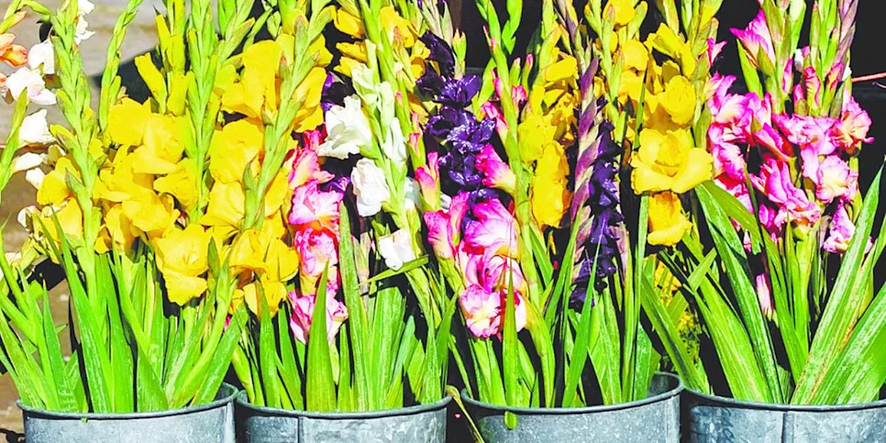 Exportación floral crece con modelo sostenible y trazabilidad