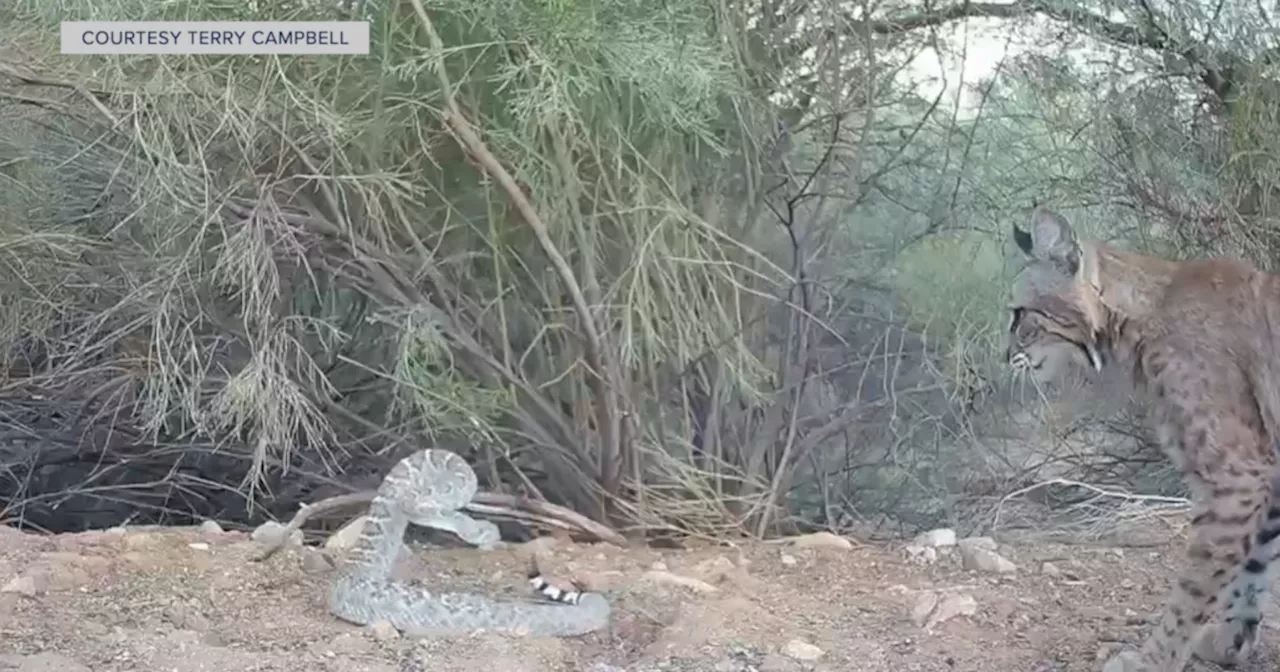 Rattlesnake vs. Bobcat: Oro Valley resident captures heated standoff