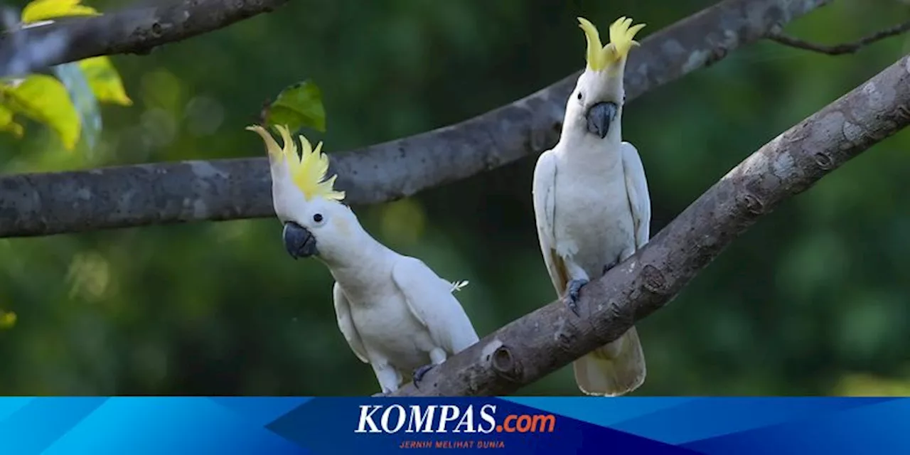 Kakaktua Jambul Kuning Belajar dari Manusia, Menularkan ke Sesama