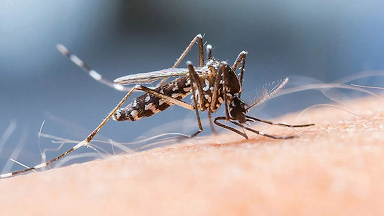 Study Reveals How Malaria Parasites Hide in Body for Years