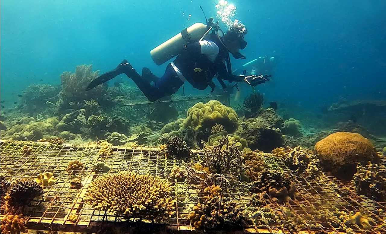 Sarangani Bay Protected Seascape: The future of PH national parks?