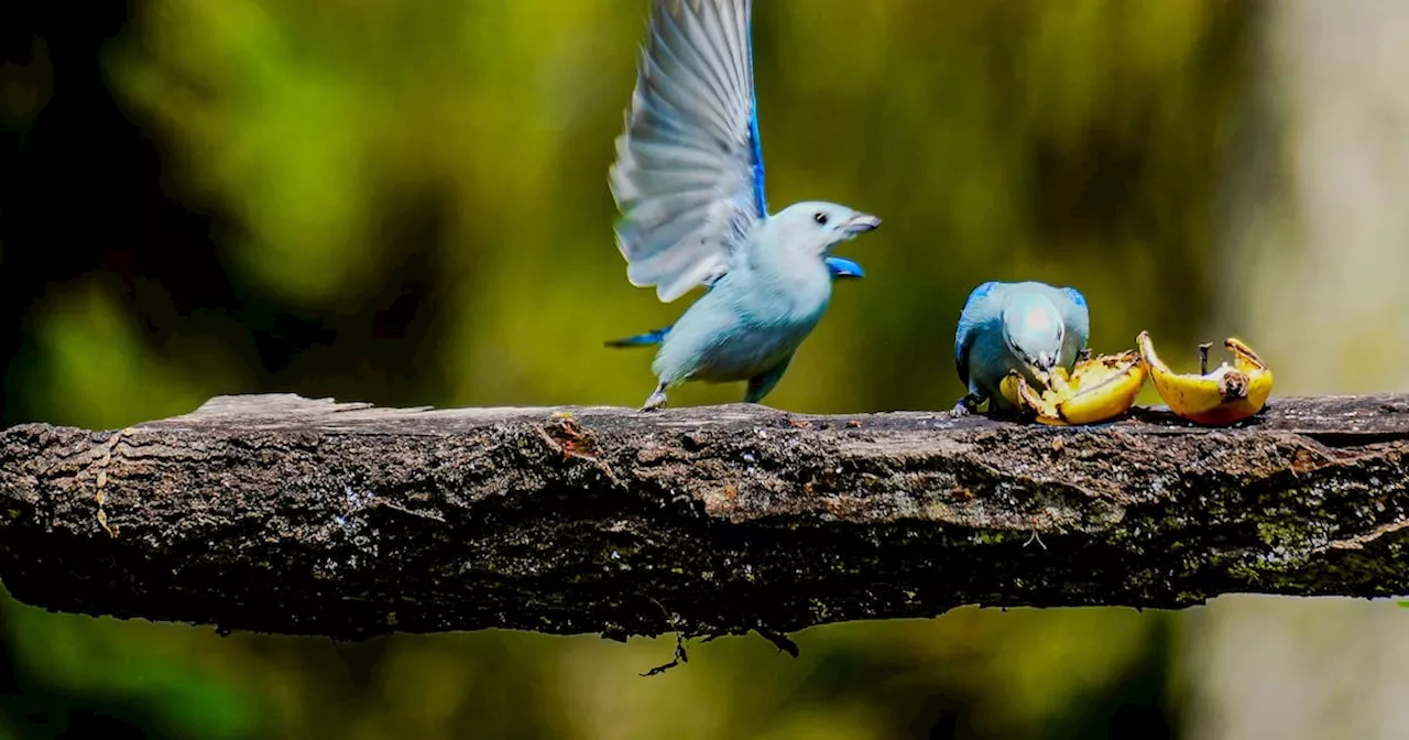Convite de las Aves en Contratación, Santander: conozca la programación