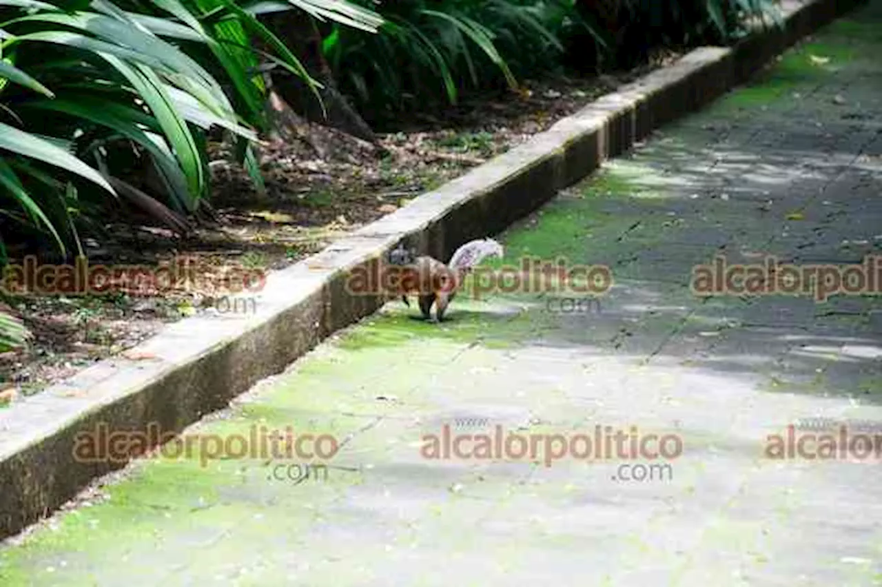 Reportan gran número de ardillas enfermas en el parque Macuiltépetl, en Xalapa