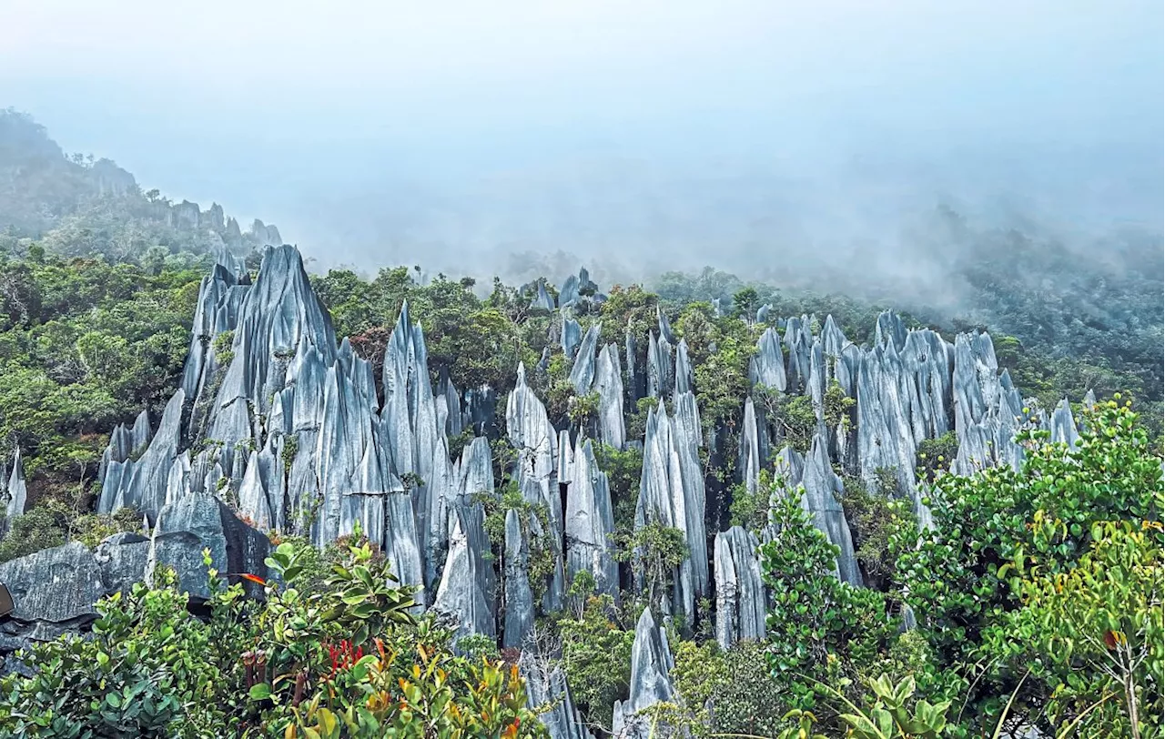 On razor’s edge in Borneo