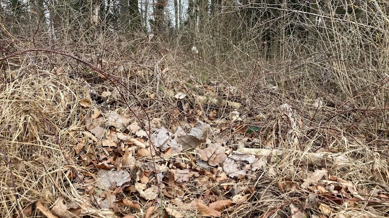 Beide Basel: Waldbrandgefahr ist immer noch «relativ hoch»