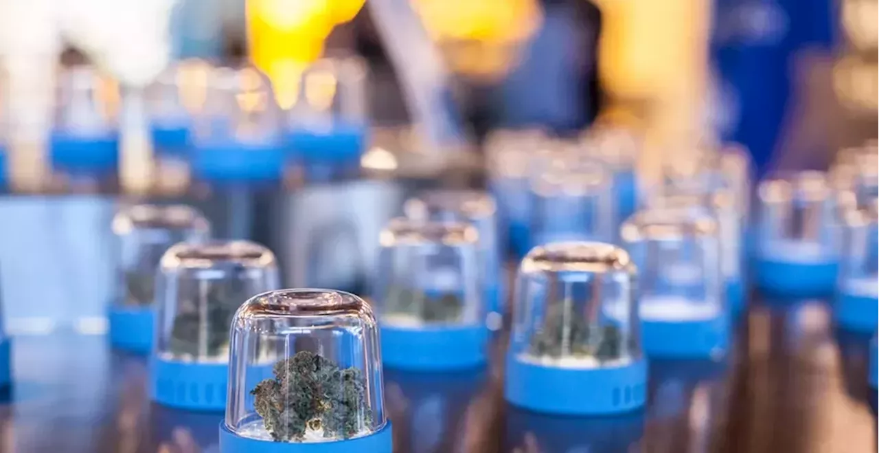 Don't Tell the Weed Bros, but THC Potency Is Often Inflated
