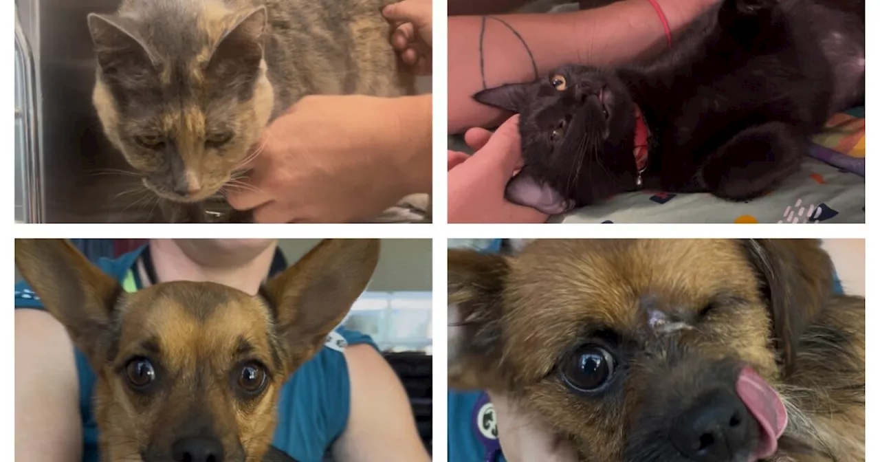 Jersey's Journeys: Find your next pet at the Humane Society
