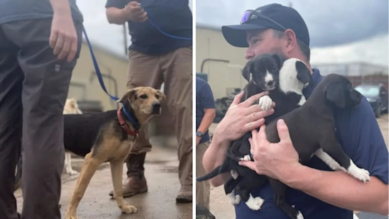 Houston Humane Society takes in 26 dogs from Hill Country Humane Society following Central Texas floods