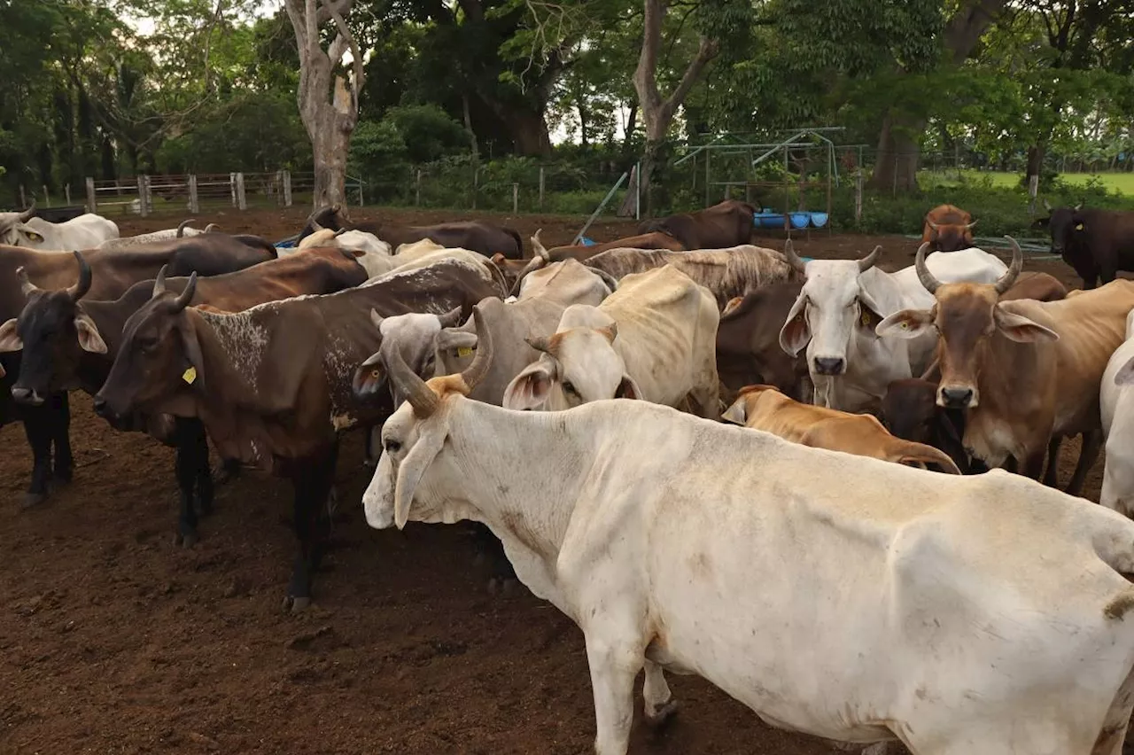 Mexico barred from sending cattle to US over flesh-eating pest