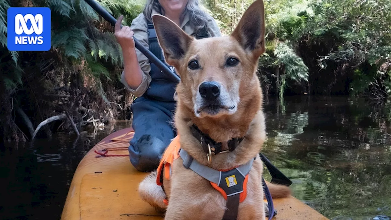Dogs cruise creeks on paddleboards to sniff out and help the vulnerable platypus