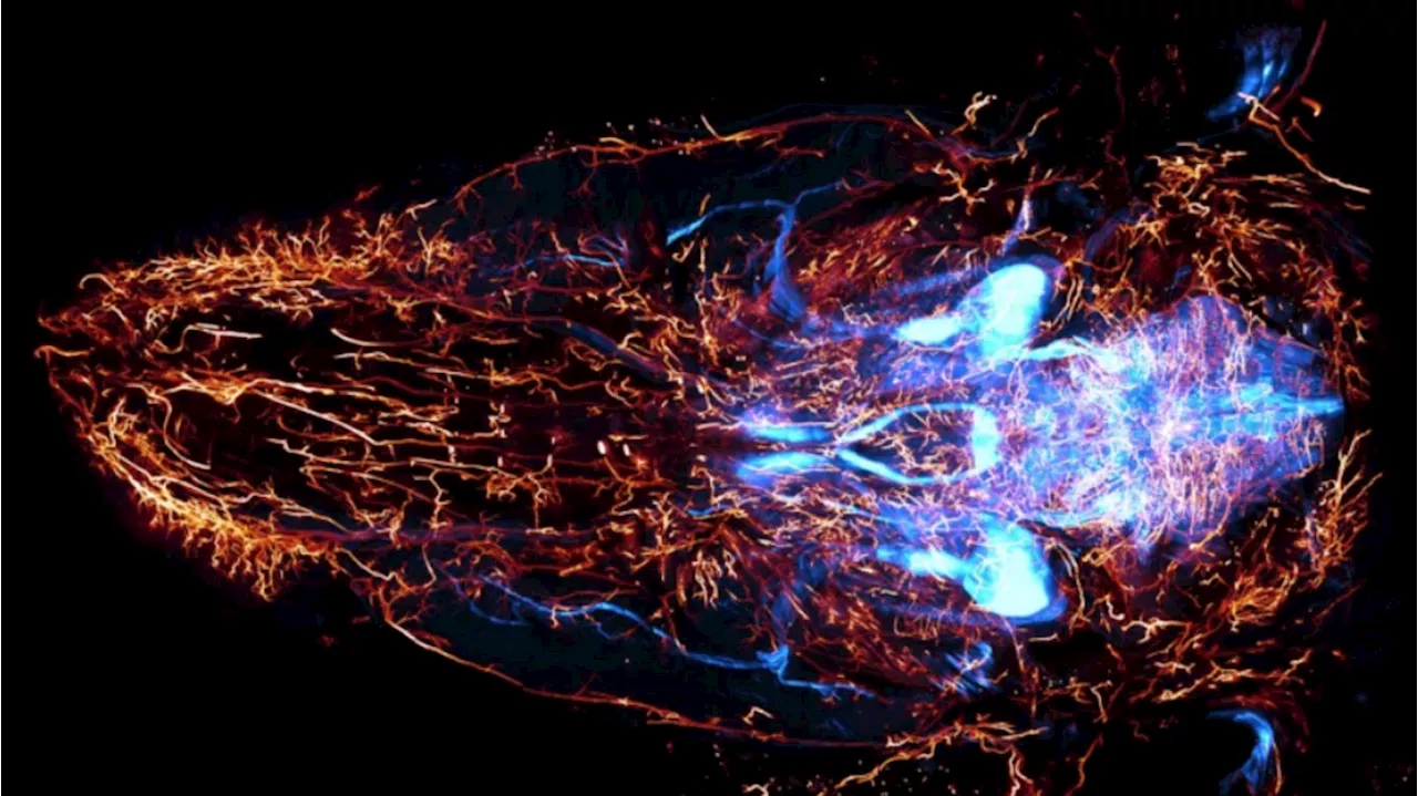 Pronta la prima mappa completa dei nervi nel corpo, è di un topo
