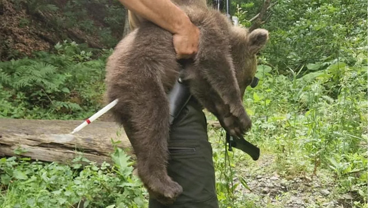 Orsa uccisa in Romania, catturato uno dei suoi tre cuccioli: “Era debole, affamato e molto spaventato”
