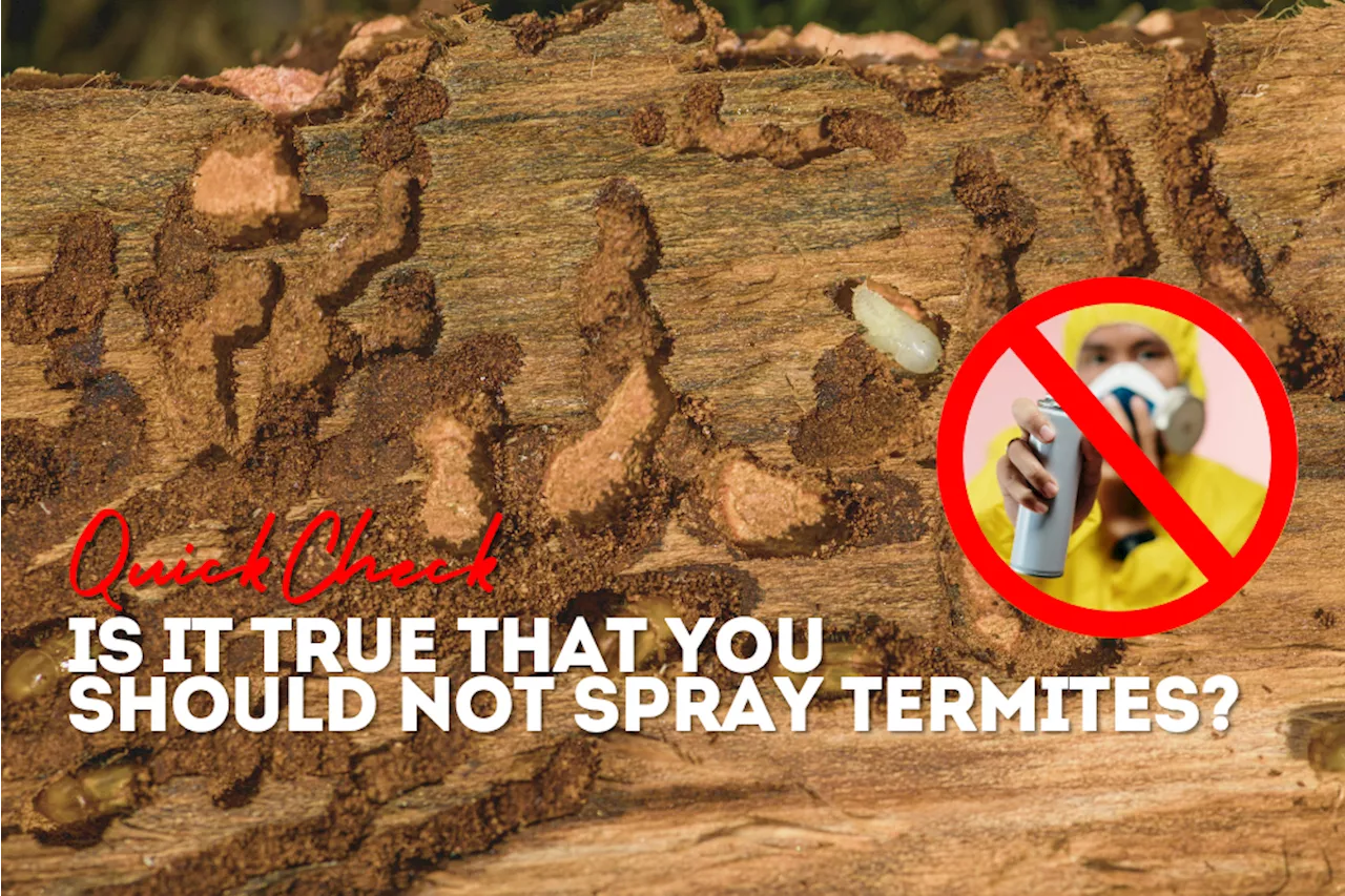 QuickCheck: Is it true that you should not use bug spray on termites?
