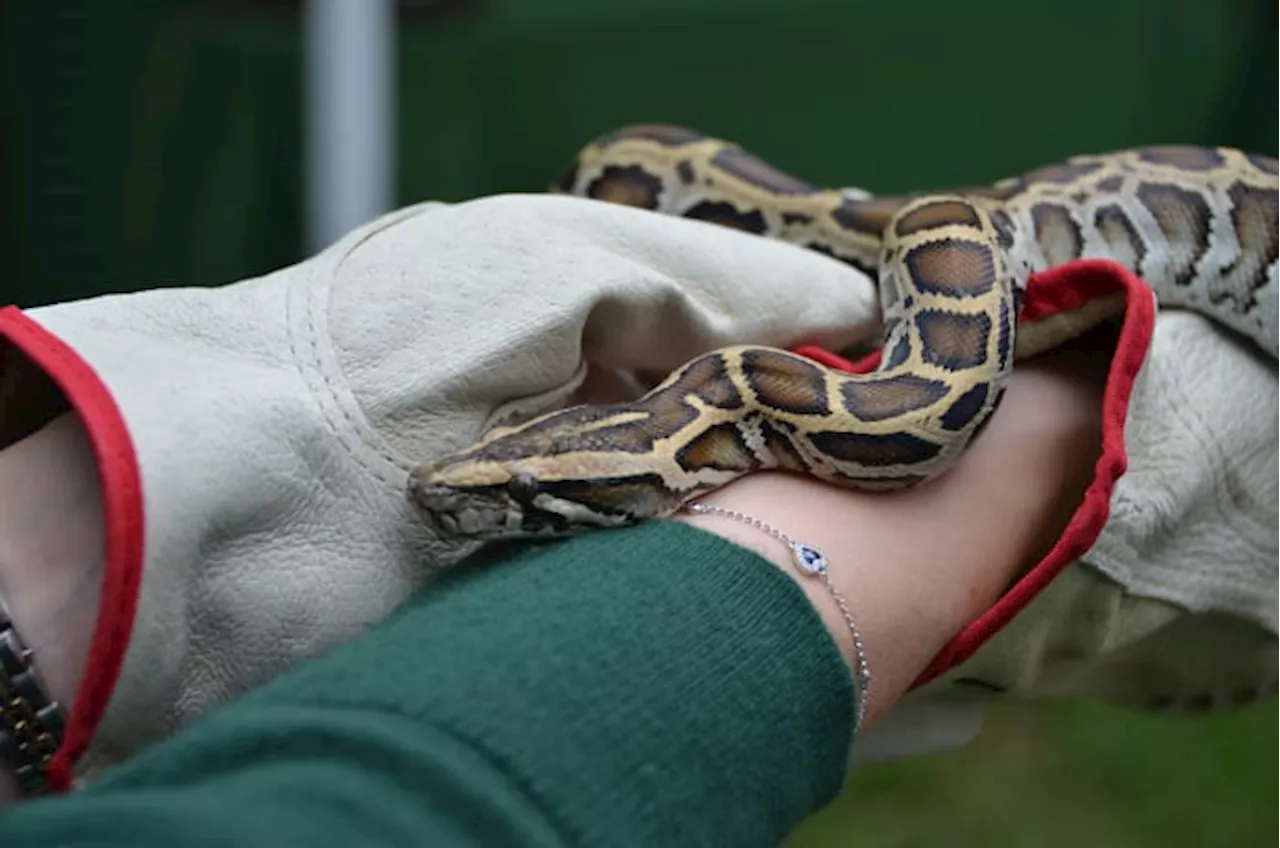 Annual Python Challenge kicks off in Florida as state invites hunters to help eradicate invasive reptiles