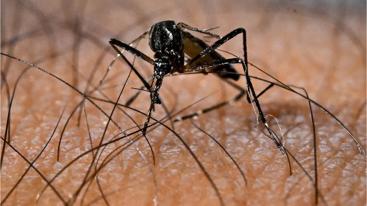 Dengue, zika e febbre gialla: dall'Oms le nuove linee guida